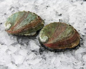 Abalone (Awabi), Live Sashimi Grade