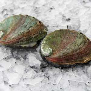 Abalone (Awabi), Live Sashimi Grade