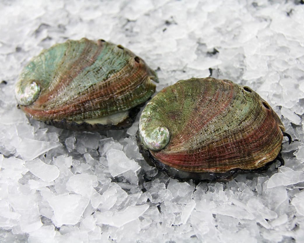 Abalone (Awabi), Live Sashimi Grade