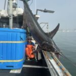 The Conservation Benefits of Deep-Set Fishing: A Sustainable Seafood Solution