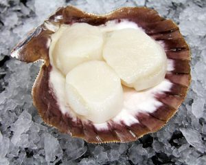 10-20 Sea Scallops, Sushi Grade, Dry Pack