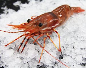 Spot Prawns (Amaebi), Live