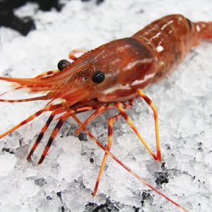 Spot Prawns (Amaebi), Live
