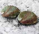 Abalone (Awabi)