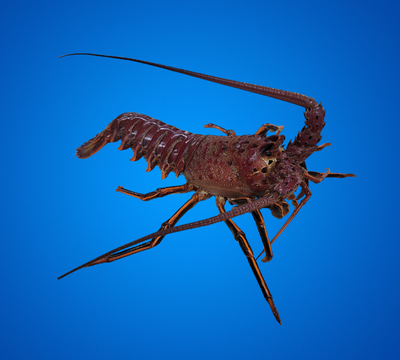 Why California Spiny Lobster Prices Are Set the Way They Are — What Most Consumers Don’t Know