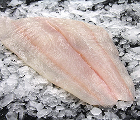 Halibut