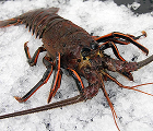 Lobster