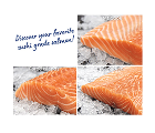 Salmon