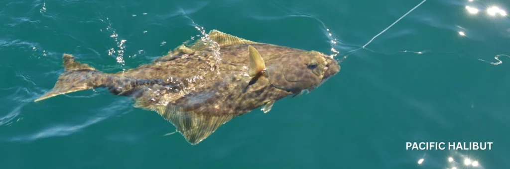 Pacific Halibut