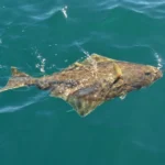 California and Baja Halibut Guide: Wild-Caught Pacific Halibut, Seasonality, Sustainability & Flavor