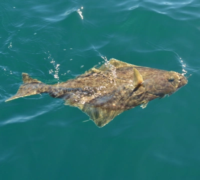 California and Baja Halibut Guide: Wild-Caught Pacific Halibut, Seasonality, Sustainability & Flavor